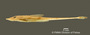 Loricaria microdon FMNH 53555 holo lat